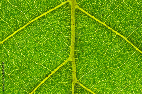 Macro image of big tropical leaf veins