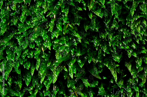 Wet green moss background
