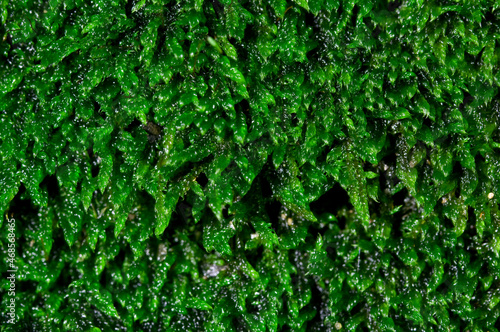 Wet green moss background
