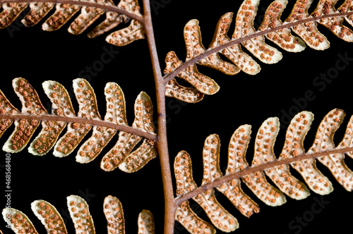Underside of male fern frond side lit isolated on black showing pattern