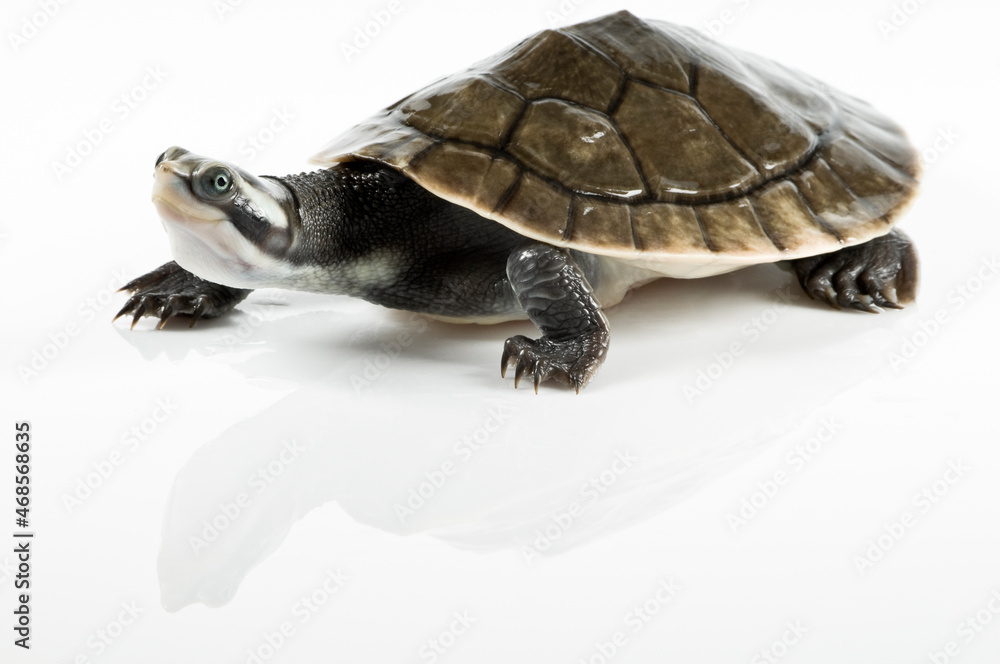 Obraz premium turtle isolated on white background
