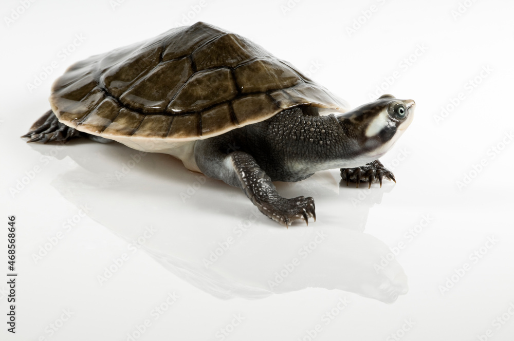 Obraz premium turtle isolated on white background