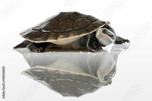 turtle isolated on white background