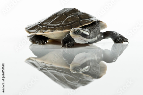 turtle isolated on white background