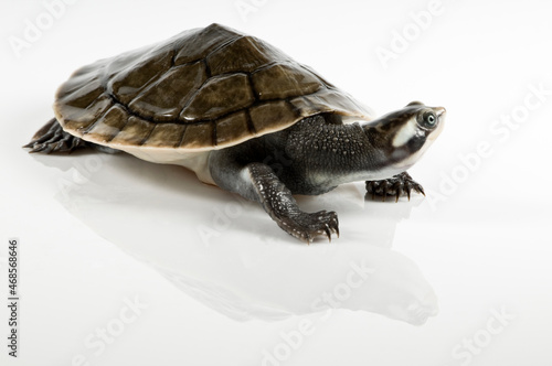 turtle isolated on white background