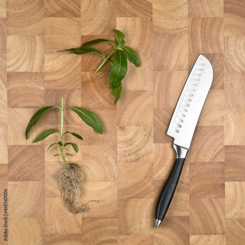 concept image of plant cut in half on chopping board with Knife