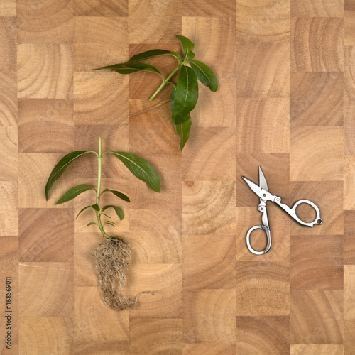 concept image of plant cut in half on chopping board with scissors