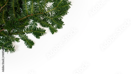 Frame of green pine branch isolated on white background and space for text.