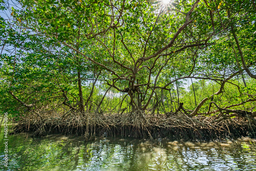 tropical mangrove forest