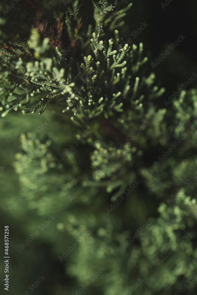 Close up image of green needle of conferous fir tree.Macro photography with selective focus and very shallow depth of field.Merry christmas and happy new year greeting background.