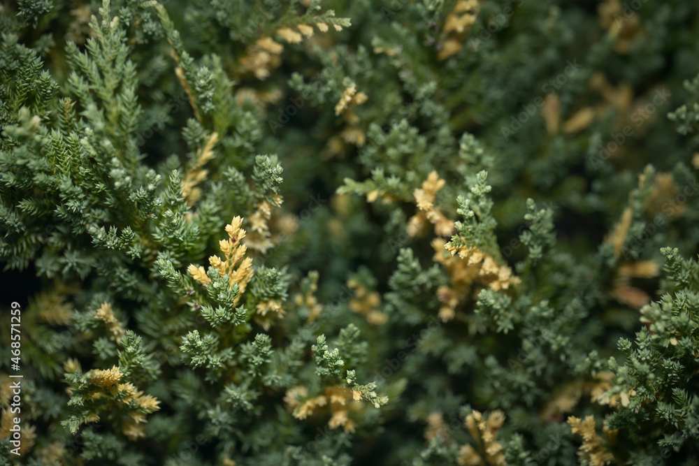 Close up image of green needle of conferous fir tree.Macro photography with selective focus and very shallow depth of field.Merry christmas and happy new year greeting background. Close up image of green needle of conferous fir tree.Macro photography with selective focus and very shallow depth of field.Merry christmas and happy new year greeting background.
