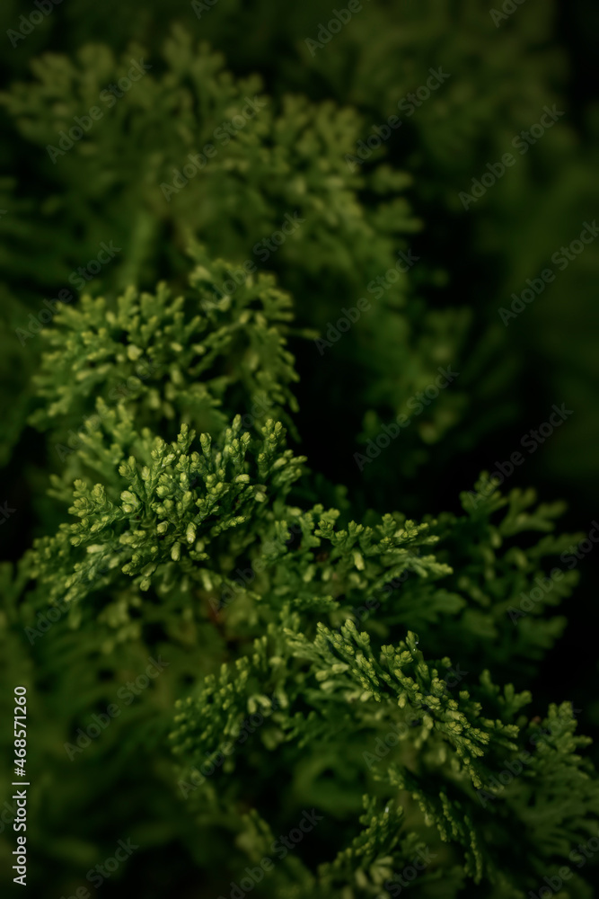 Close up image of green needle of conferous fir tree(Platycladus orientalis).Macro photography with selective focus and very shallow depth of field.Spring time background.