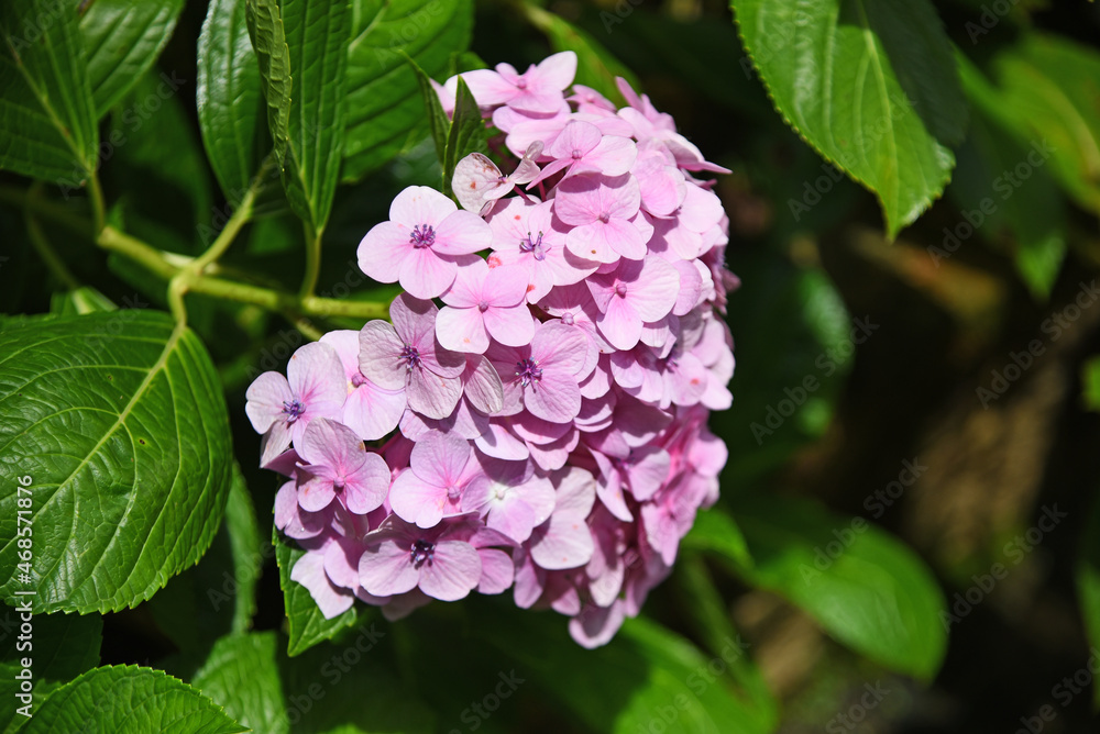 Pink hydrangea flowers, illuminated by the sun, against a background of dark green leaves Pink hydrangea flowers, illuminated by the sun, against a background of dark green leaves
