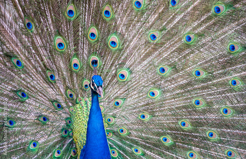 Fototapeta premium Peacok displaying its beautiful feathers