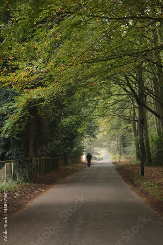 Man walking in forest landscape in Autumn along a tarmac road in the countryside with woodland either side the trees casting shadows with day light shining through in Thetford East Anglia Norfolk uk