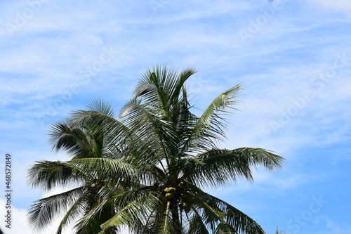 Palm trees in clear blue sky 