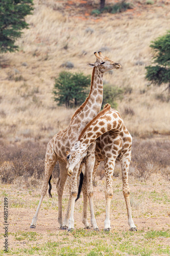 Two giraffe practice fighting in the dry river bed of the Kgalagadi  South Africa