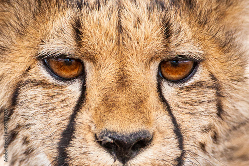 Young Cheetahs on a kill in the shade of a thorn tree in the Kgalagadi Park, South Africa