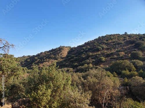 A large forest in Tiaret, Algeria photo