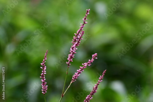 inflorescence of pink flowers in blurred green background