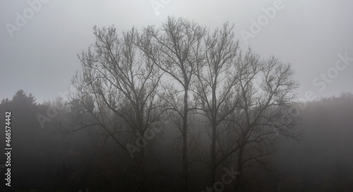 Trees in fall colors in the morning fog © Christoph