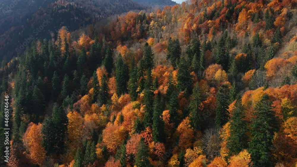 Aerial drone view of nature in Romania. Carpathian mountains, hills covered with lush yellowing forest Aerial drone view of nature in Romania. Carpathian mountains, hills covered with lush yellowing forest