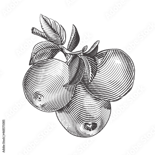 Apple branch vector drawing. Hand drawn tree branch with apples and leaves. Engraving style. Vector illustration.