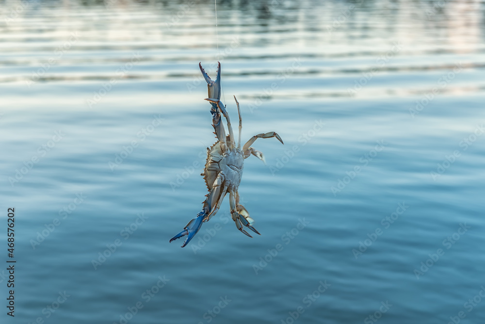Angling freshwater crab caught from the Bojan River Angling freshwater crab caught from the Bojan River