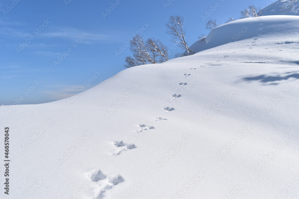 雪庇に伸びるウサギの足跡