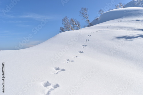 雪庇に伸びるウサギの足跡 © 亮太 田中