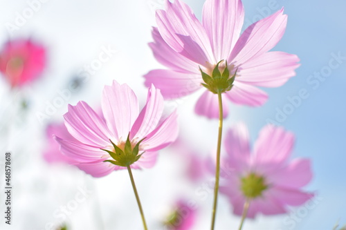 透明感のある花びらが美しいコスモス © 亮太 田中