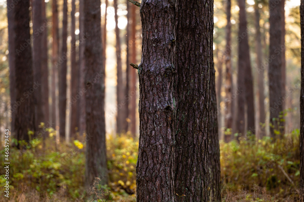 sunset in the evergreen forest, sun rays through the pine tree trunks, magical mood