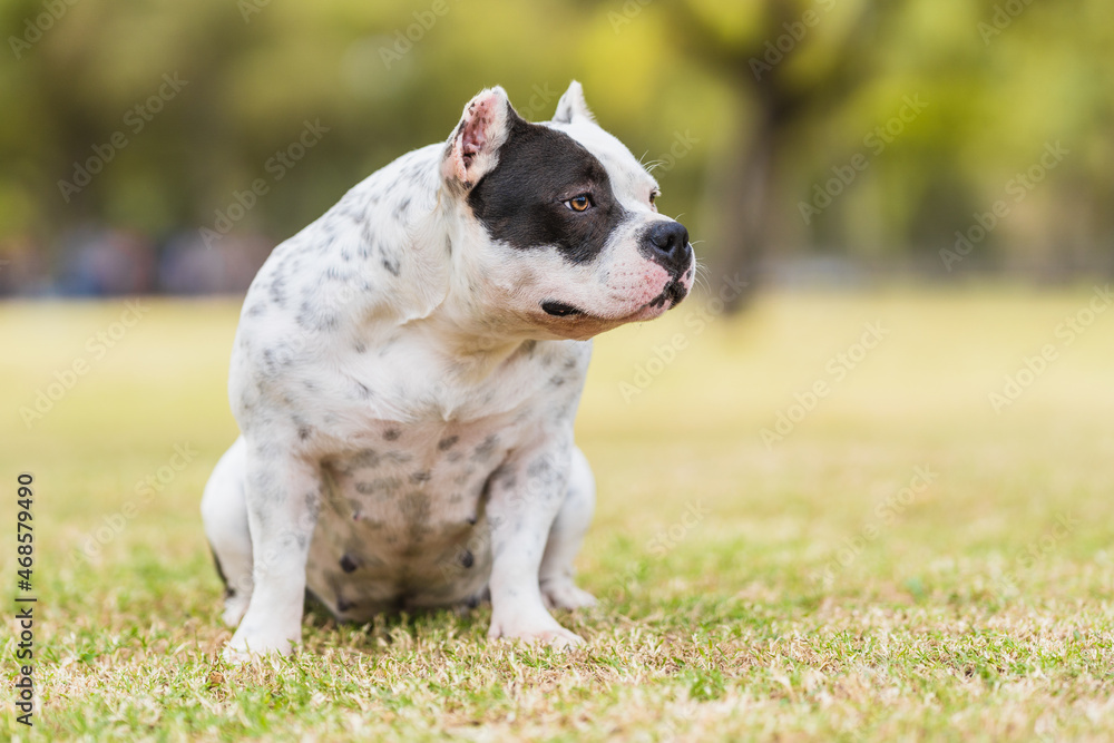 American bully dog sitting distracted while looking aside outdoors