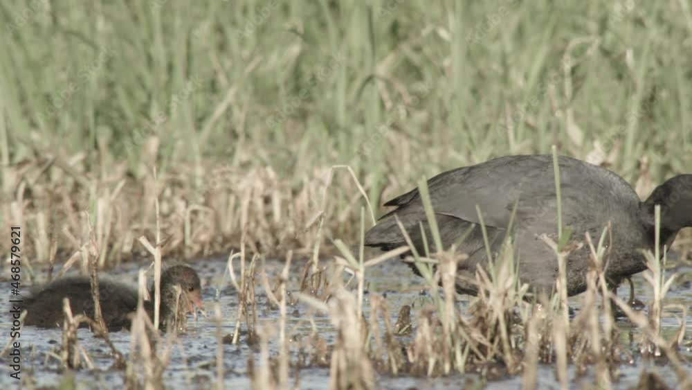coot with chicks in the duemmer basin coot with chicks in the duemmer basin