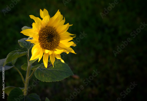 Sunflower with dark background. 