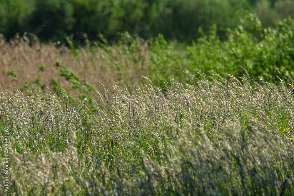 abstract green grass foliage texture in summer meadow