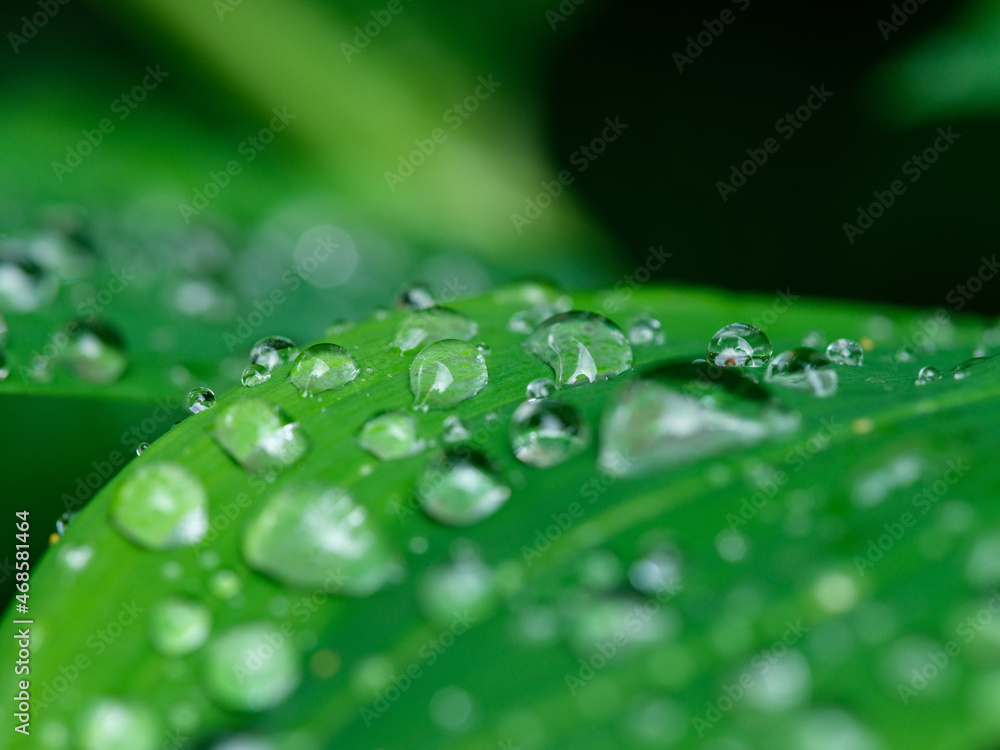 fresh water dew drops on green foliage leaves macro shot fresh water dew drops on green foliage leaves macro shot