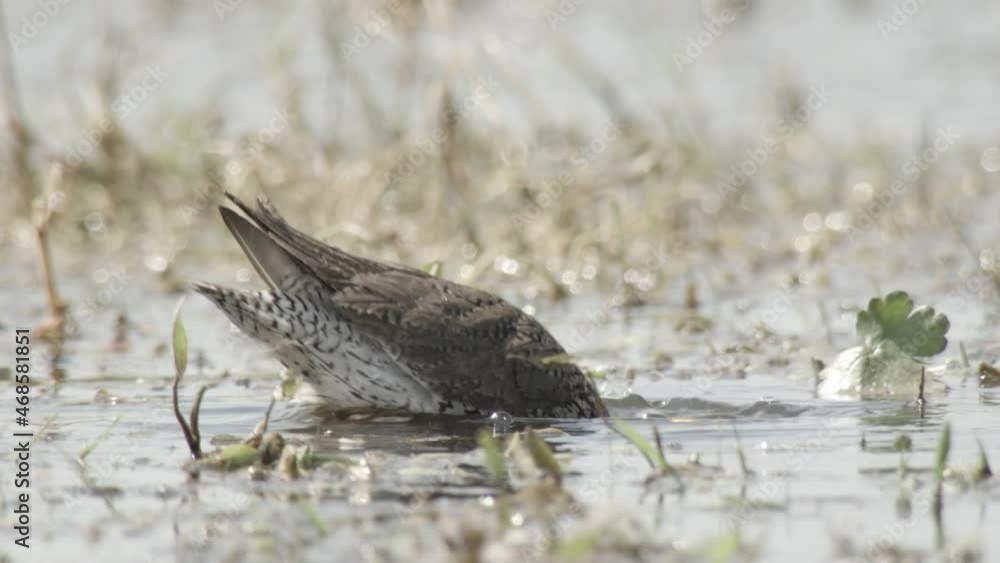 Redshank in the duemmer basin germany Redshank in the duemmer basin germany