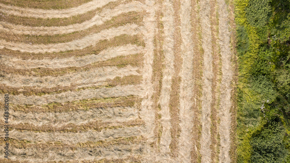 agroculture fields from above. drone image in country in autumn agroculture fields from above. drone image in country in autumn
