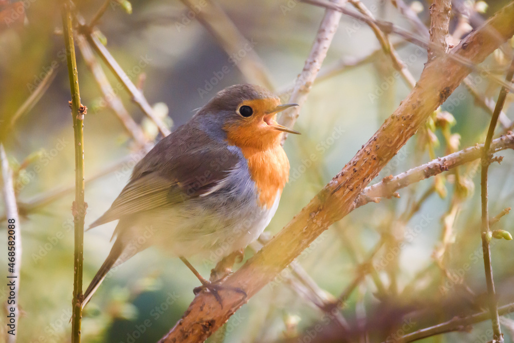 Selective focus photo. European robin bird singing, Erithacus rubecula. Selective focus photo. European robin bird singing, Erithacus rubecula.