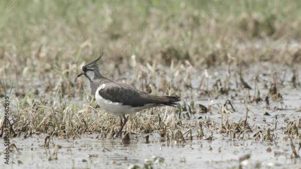 lapwing in the duemmer basing lapwing in the duemmer basing