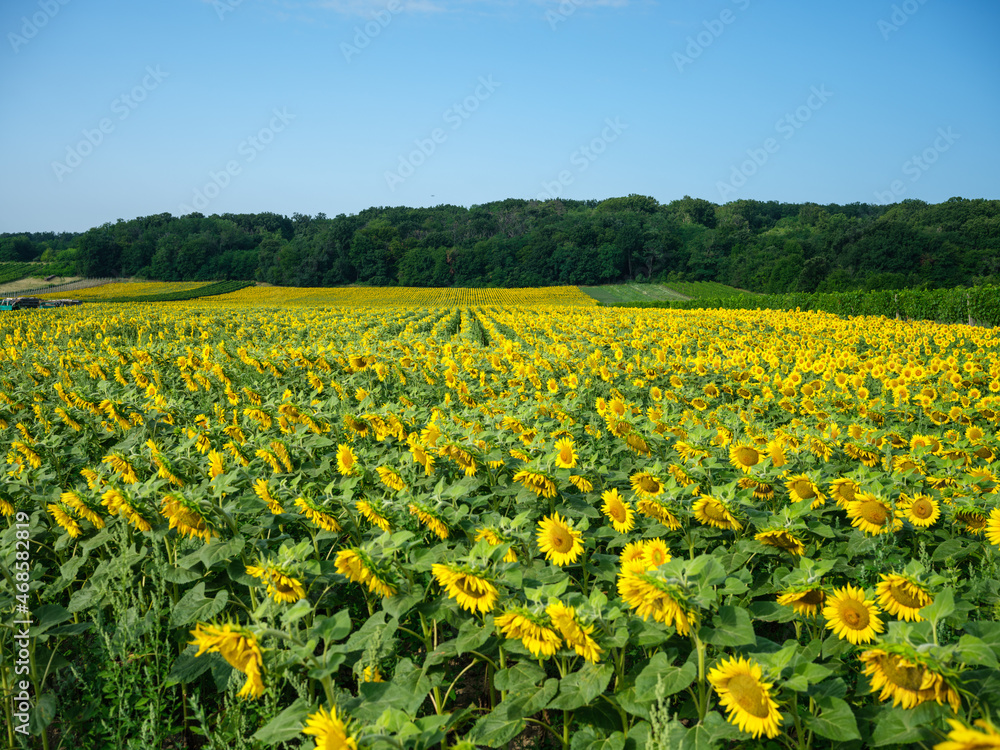 sunflower fields in Austria