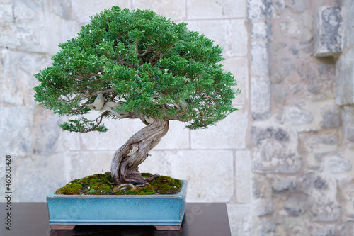 Juniperus sabina bonsai tree against a stone wall