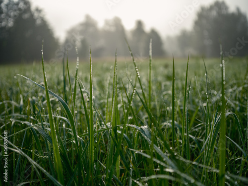abstract green grass foliage texture in summer meadow