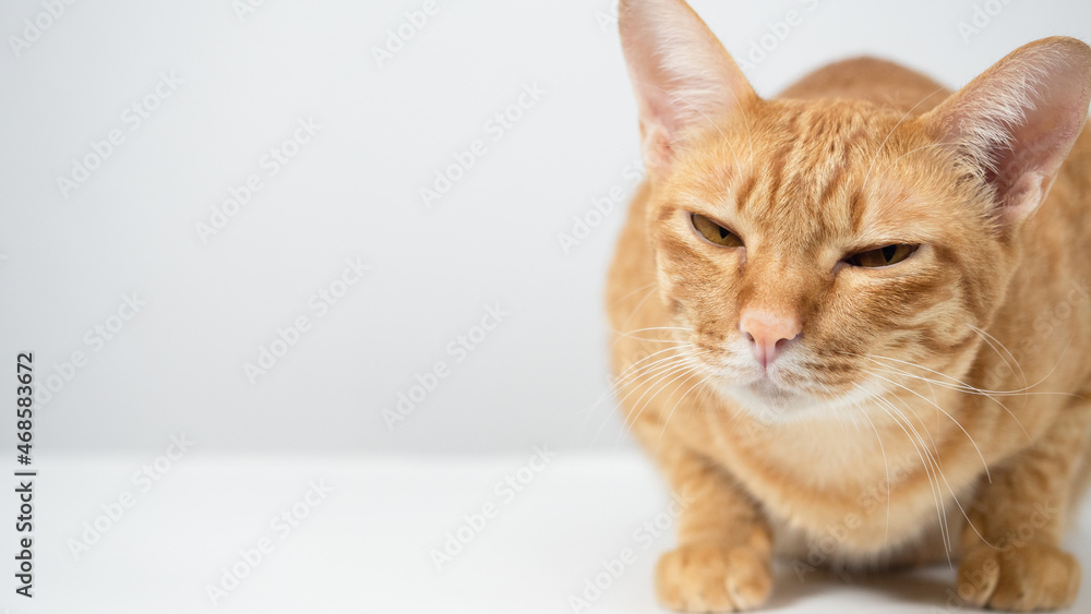 Cute cat sitting on the table white background
