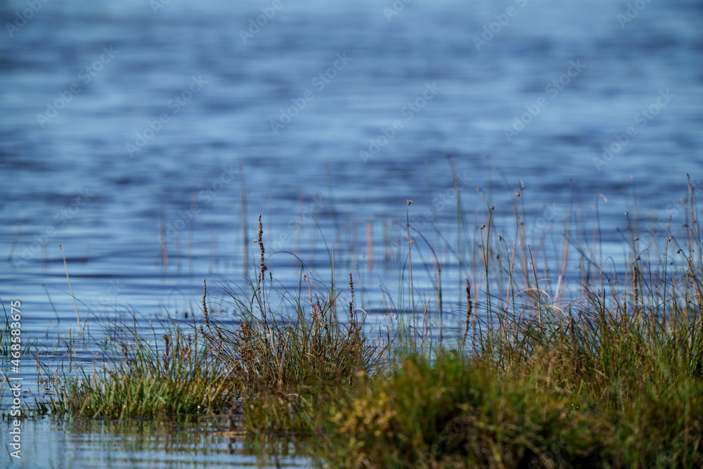 country forest lake in summer with deep blue water with reflections country forest lake in summer with deep blue water with reflections