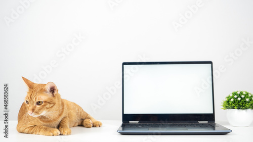 Domestic cat laying on the table with laptop white screen