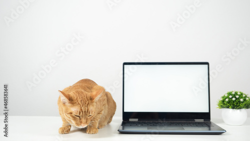 Cute cat laying on the table with laptop white screen