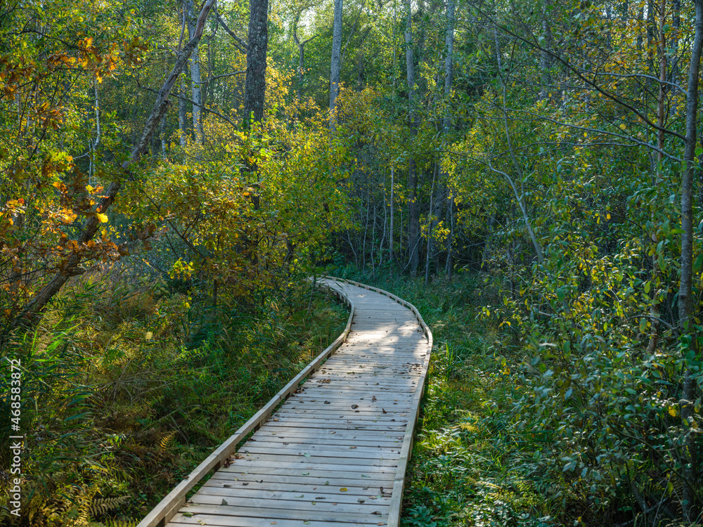 old wet wooden footpath walkway in deep green forest old wet wooden footpath walkway in deep green forest