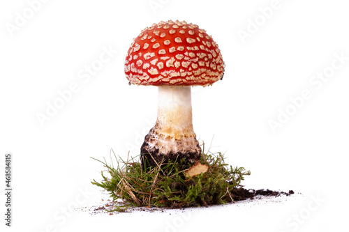 Obraz na plátně Fly agaric red mushroom isolated on white